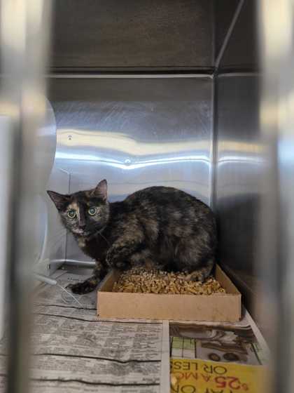 POP SOCKET - Domestic Shorthair / Mix available for adoption