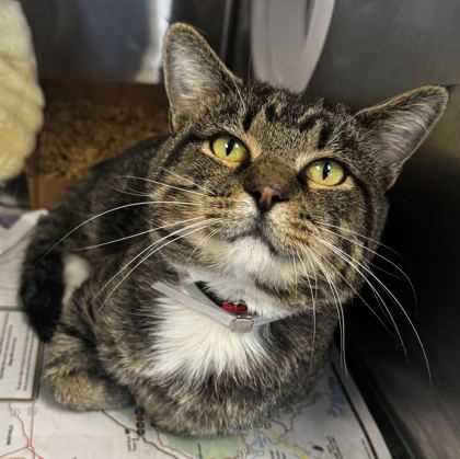WOBBLE - Domestic Shorthair / Mix available for adoption