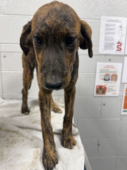 BARREL - Coonhound / Mix available for adoption