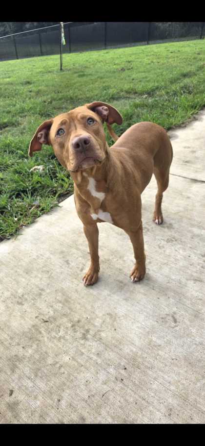 JUNE BUG - American Staffordshire Terrier / Mix available for adoption