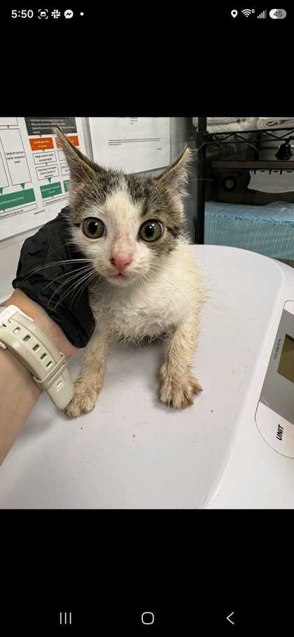 BERYL - Domestic Shorthair / Mix available for adoption