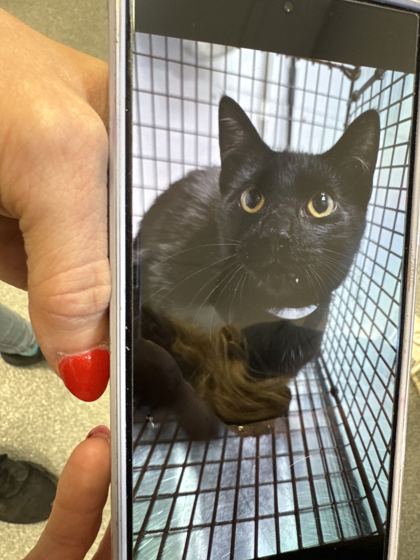 ADRIAN - Domestic Shorthair / Mix available for adoption