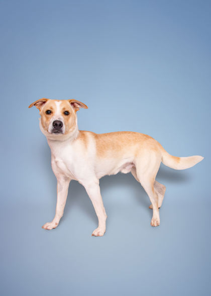 ATARI - Pembroke Welsh Corgi / Mix available for adoption