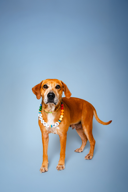 GRANNY GATEWOOD - Hound / Mix available for adoption
