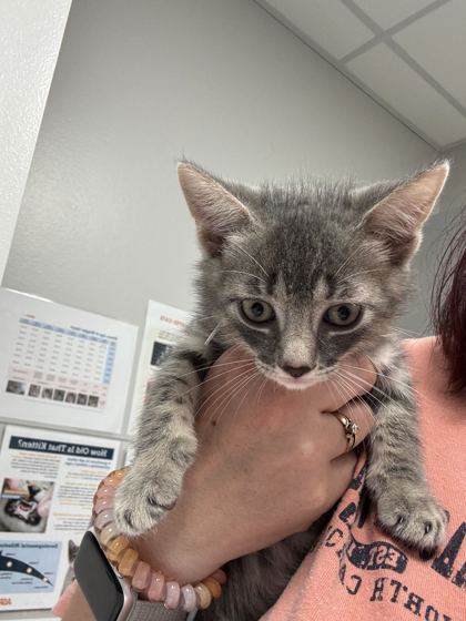 BATTY - Domestic Shorthair / Mix available for adoption