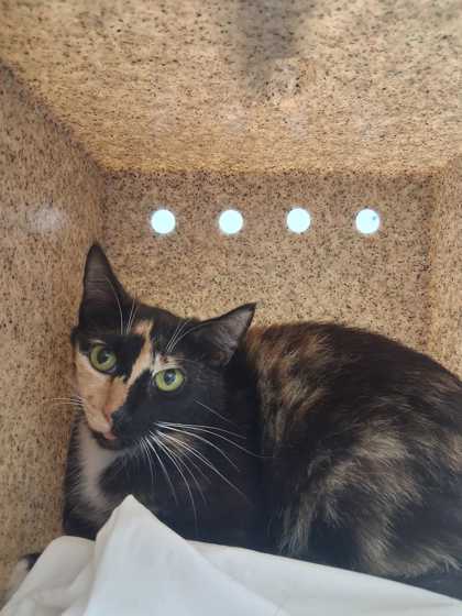ZOEY - Domestic Shorthair / Mix available for adoption