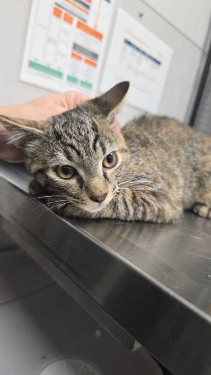 WHISP - Domestic Shorthair / Mix available for adoption