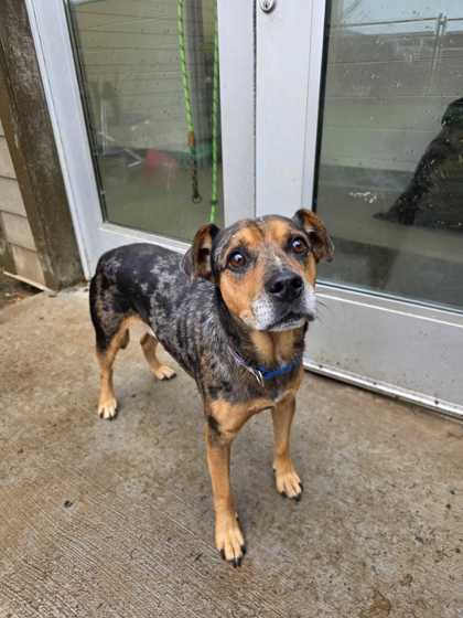 ROLLIE - Catahoula Leopard dog / Australian Cattle Dog available for adoption