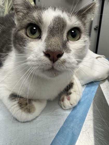 TREASURE - Domestic Shorthair / Mix available for adoption