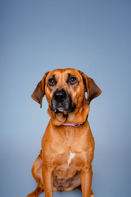 DELTA DAWN - Mountain Cur / Mix available for adoption