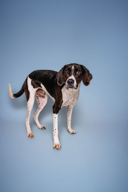 JEREMY - Coonhound / Mix available for adoption