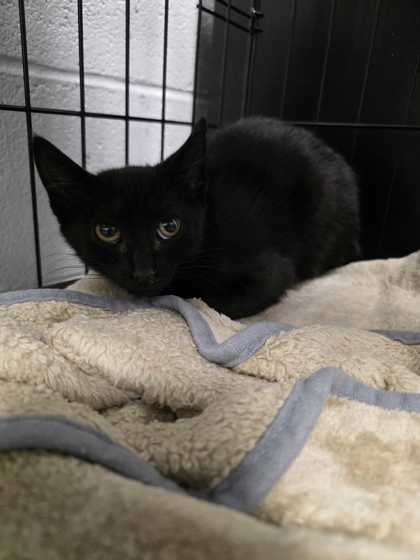 PRIZZLE - Domestic Shorthair / Mix available for adoption