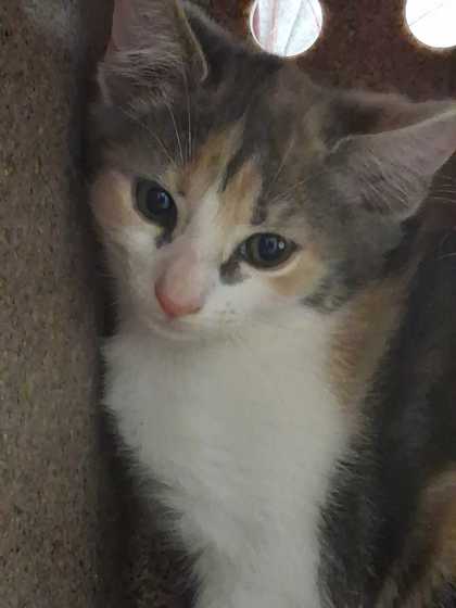 WEST VIRGINIA - Domestic Shorthair / Mix available for adoption