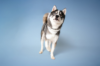 ZEUS MAGOOSE - Siberian Husky / Mix available for adoption