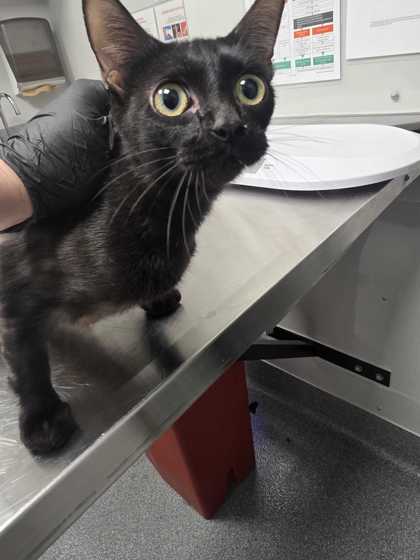GABBAGOOL - Domestic Shorthair / Mix available for adoption