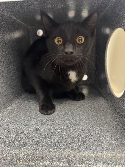 BOO - Domestic Medium Hair / Mix available for adoption