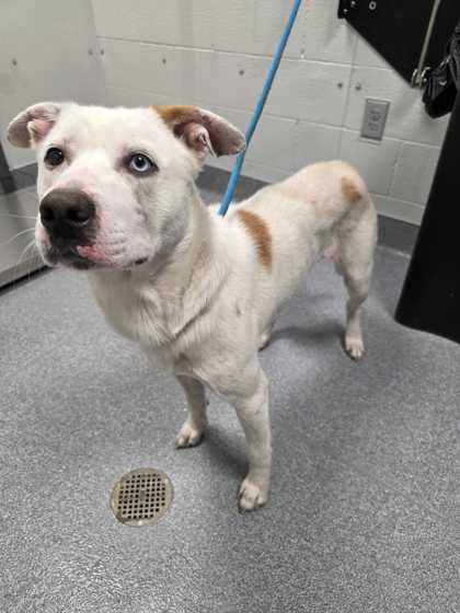 JACKHAMMER - Shepherd / Mix available for adoption