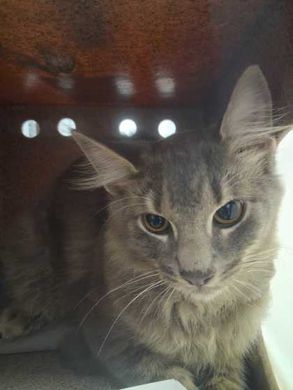 HERE'S JOHNNY! - Domestic Medium Hair / Mix available for adoption