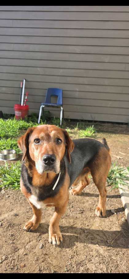 LOGAN - Basset Hound / Mix available for adoption