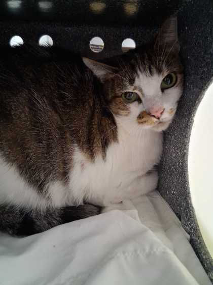 MAMA CAT - Domestic Shorthair / Mix available for adoption