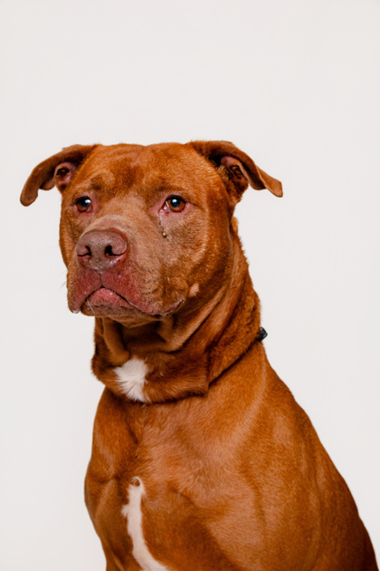 BARK JOVI - Mixed Breed, Large (over 44 lbs fully grown) / Mix available for adoption