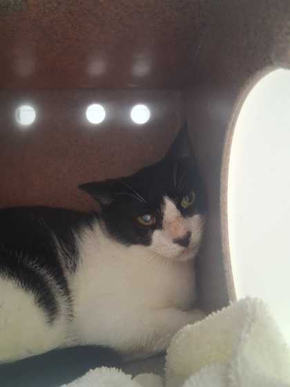 CATCHME - Domestic Shorthair / Mix available for adoption