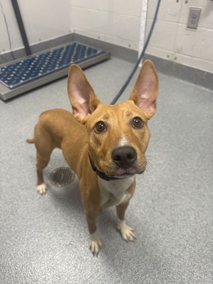 DIAMOND - Mixed Breed, Medium (up to 44 lbs fully grown) / Mix available for adoption