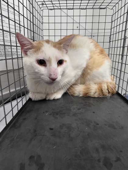 CHUCK ROAST - Domestic Shorthair / Mix available for adoption
