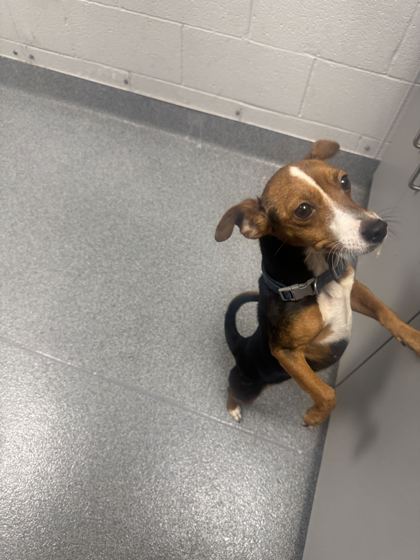HOWLY BERRY - Short Coat Chihuahua / Mix available for adoption