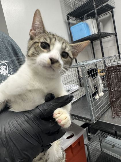 JOHN BOY - Domestic Shorthair / Mix available for adoption