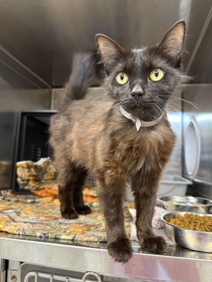 SUN BABY - Domestic Medium Hair / Mix available for adoption