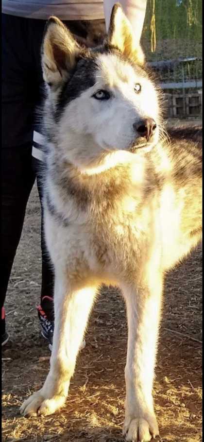 MAX HOWDY - Alaskan Malamute / Mix available for adoption