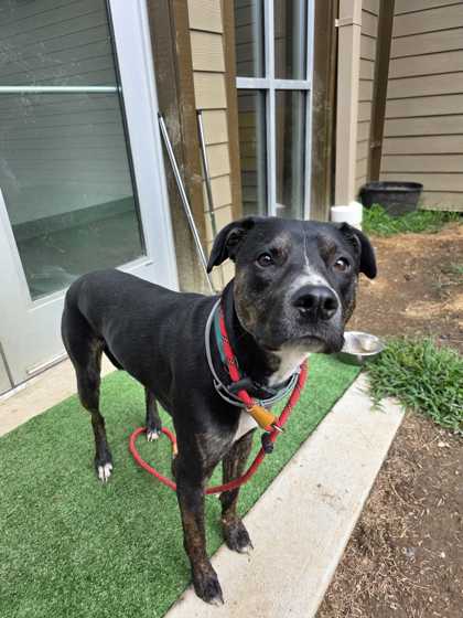 CHARLIE - Mixed Breed, Medium (up to 44 lbs fully grown) / Mix available for adoption
