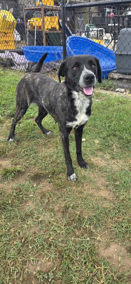 KIANA - Bluetick Coonhound / Mix available for adoption