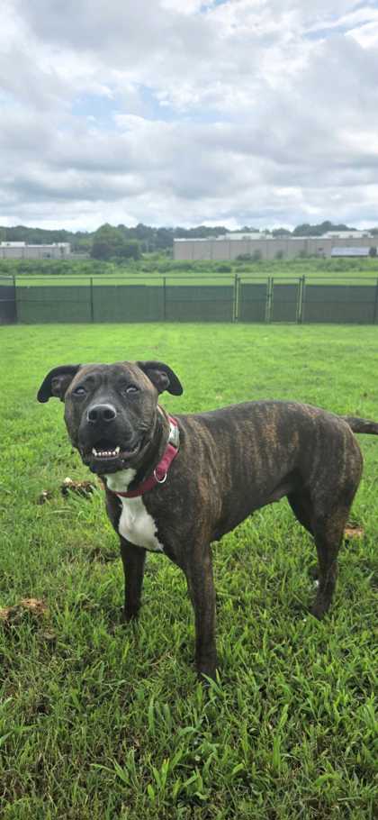 BERKLEY - Mountain Cur / Mix available for adoption
