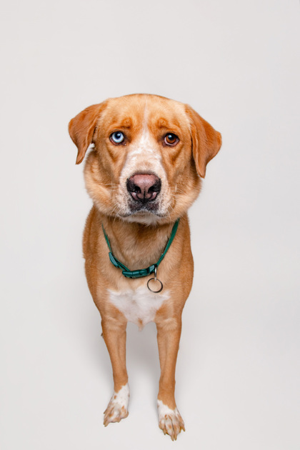 SUNNY BOY - Mixed Breed, Large (over 44 lbs fully grown) / Mix available for adoption