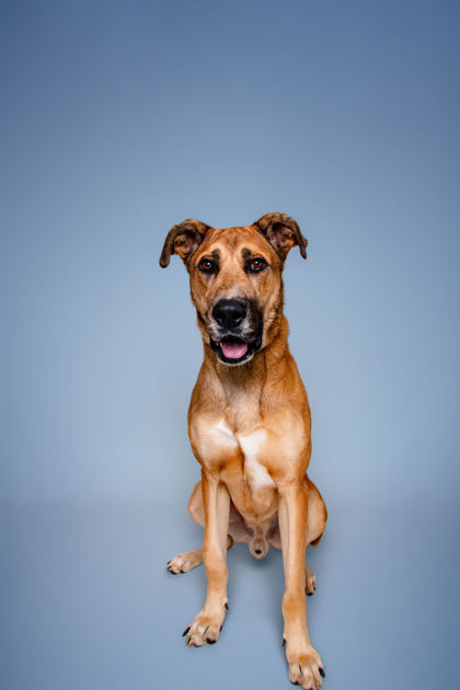 HOUSTON - Great Dane / Mix available for adoption