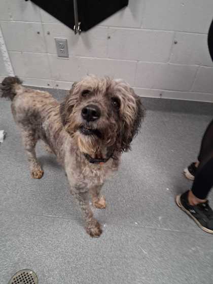 ABI - Shetland Sheepdog / Standard Poodle available for adoption