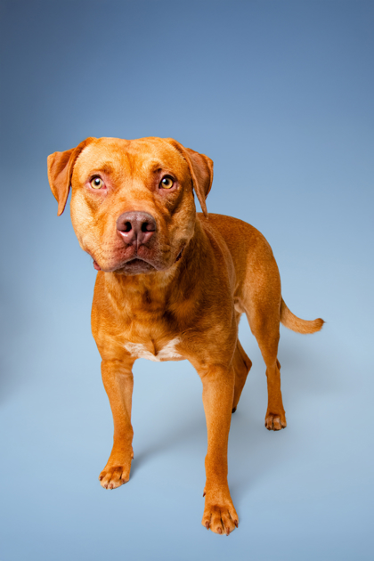 MYSTERIO - Mastiff / Hound available for adoption