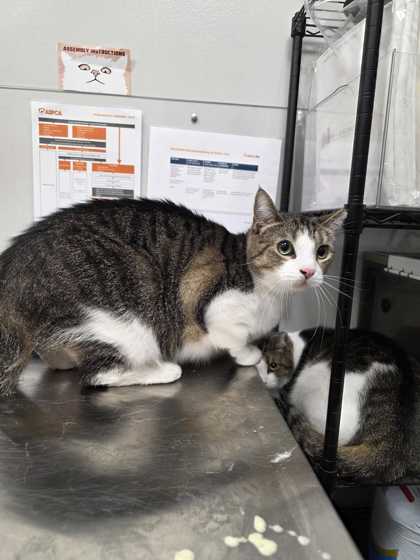 TINY TILLY - Domestic Shorthair / Mix available for adoption