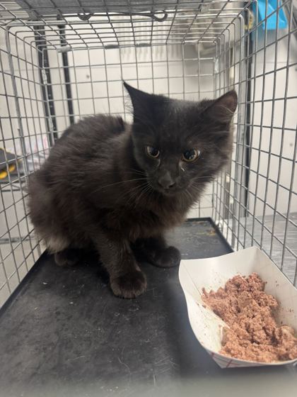 RUMPELSTILTSKIN - Domestic Medium Hair / Mix available for adoption
