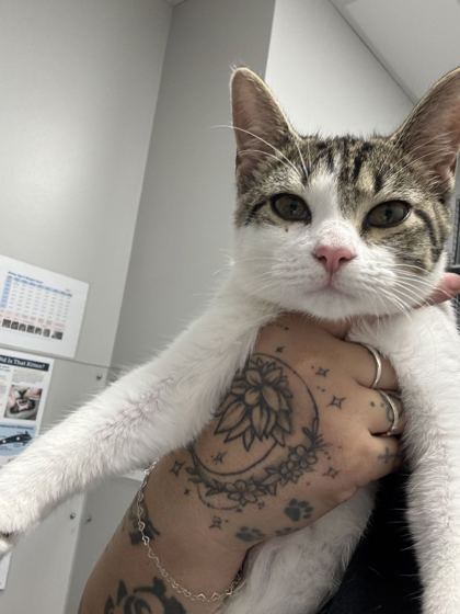 PEEK A BOO - Domestic Shorthair / Mix available for adoption