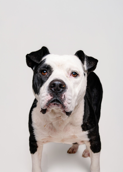 MEATLOAF - Mixed Breed, Large (over 44 lbs fully grown) / Mix available for adoption