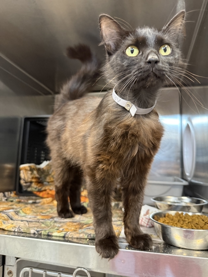SUN BABY - Domestic Medium Hair / Mix available for adoption