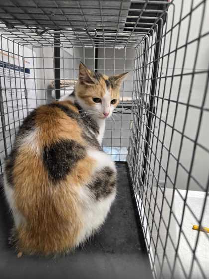 MUTHA - Domestic Shorthair / Mix available for adoption