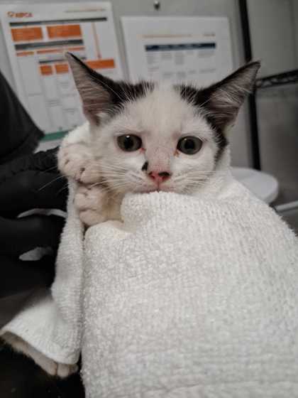 PUMPERNICKEL - Domestic Shorthair / Mix available for adoption