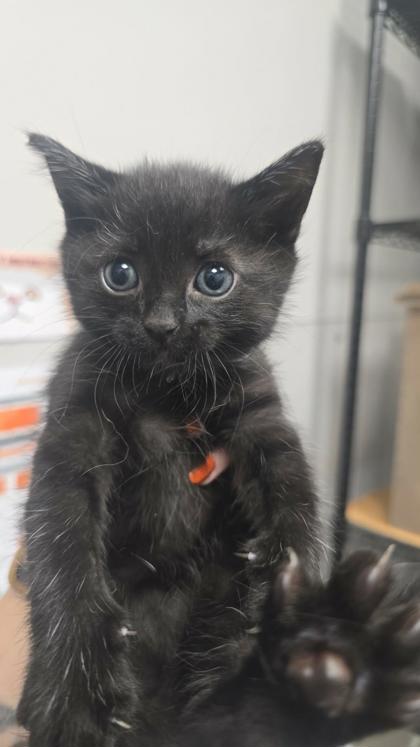 LUCYLOU - Domestic Shorthair / Mix available for adoption