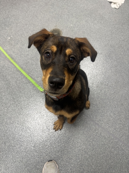 CEASAR - Mixed Breed, Large (over 44 lbs fully grown) / Mix available for adoption
