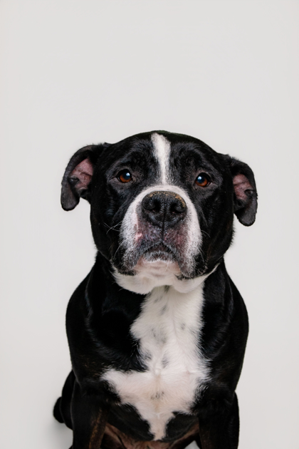 DOMINO - Mixed Breed, Large (over 44 lbs fully grown) / Mix available for adoption