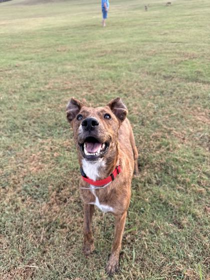 DELILAH - Hound / Mix available for adoption